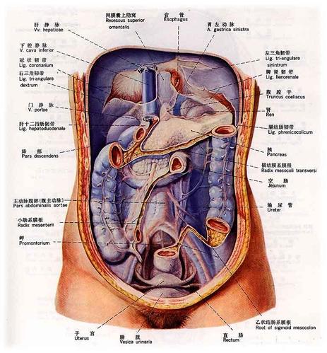 家禽内脏器官解剖学特征