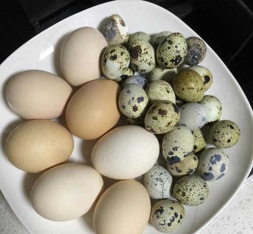 鸡蛋的营养成分及益处