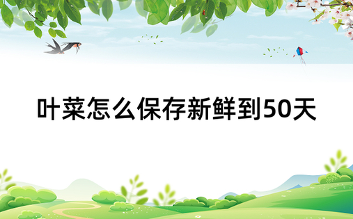 叶菜怎么保存新鲜到50天