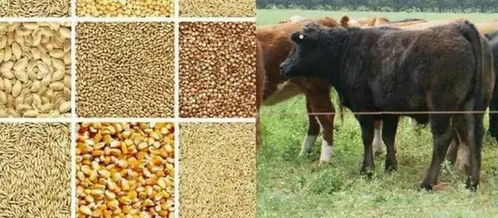 草饲与粮饲肉类的区别是什么，草饲与粮饲肉类的区别