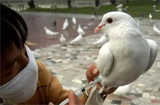 禽流感的防控措施：保护家禽与公共卫生安全