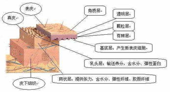 冬季 干燥，冬季干燥：成因、表现及解决方案