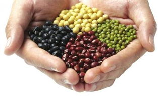 豆类植物的养生功效和作用
