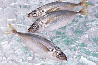 鱼类怎么保存到冰箱