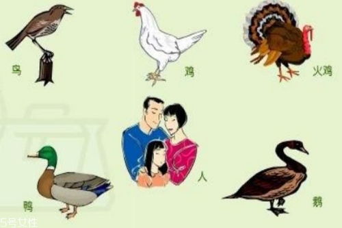 禽流感预防与食用禽类安全指南