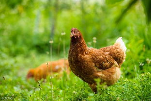 提高鸡的肉质用什么中草药，提高鸡的肉质：中草药的应用