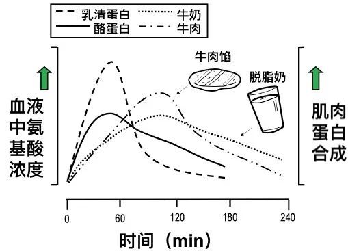 增肌所需蛋白质含量：从原理到实践