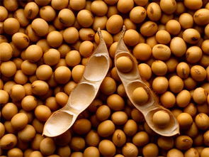 非基因改造大豆什么意思