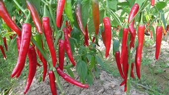 辣椒的辣度有几种颜色