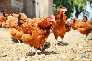 家禽肉常用的储存保鲜方法是低温储存保鲜法吗