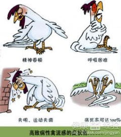 禽流感的防治措施