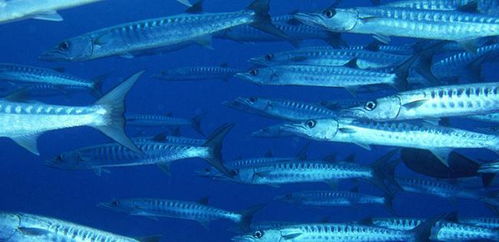 深海鱼类营养价值下降的原因