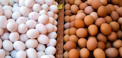 鸡蛋的营养成分有多高