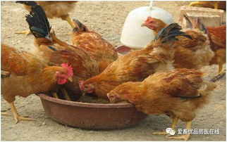 家禽内脏有什么营养物质