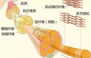 家禽肉主要由哪些组织构成?