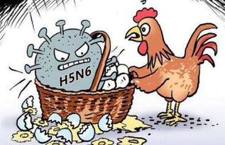 禽流感疾病防治主要措施